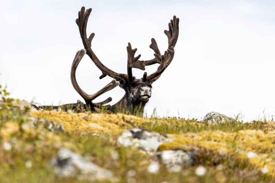 Tromso: Guided Fjord Expedition in Kvaløya with Light Lunch - What the guide adds to the experience