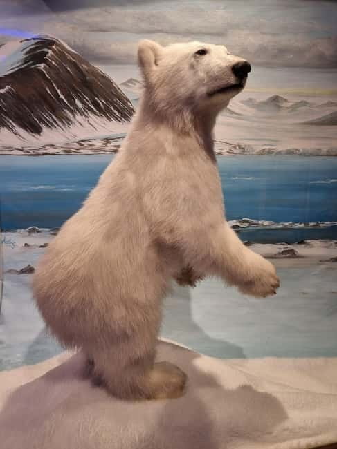 Tromsø: Guided Polar Bear Walk incl. Polaria & Polar Museum - Walking the quayside and old town