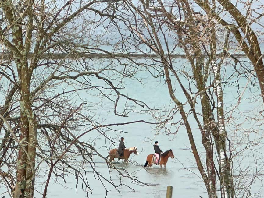 Tromsø: Horseback Riding Tour - Meeting Norwegian horses at Marisletta gård