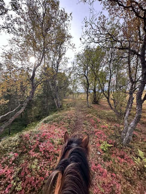 Tromsø: Horseback Riding Tour - Who will enjoy this horseback tour
