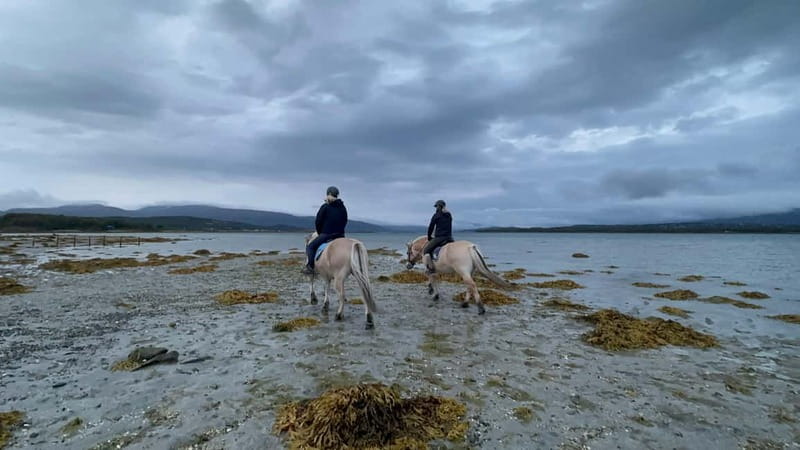 Tromsø: Horseback Riding Tour - Should you book the Kvaløya ride?