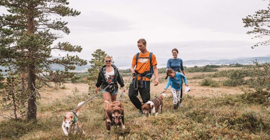 Tromsø: Husky Hike and Puppy Visit with Traditional Lunch - Key points to know before you go