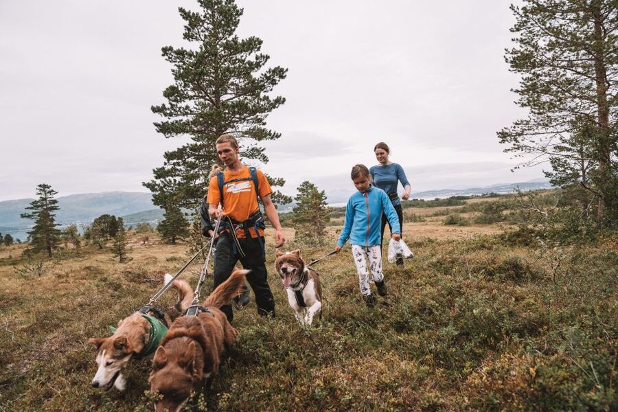 Tromsø: Husky Hike and Puppy Visit with Traditional Lunch - A husky hike with real pulling power
