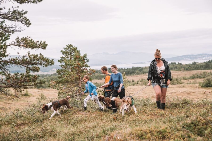 Tromsø: Husky Hike and Puppy Visit with Traditional Lunch - Meeting 200 dogs at Tromsø Villmarkssenter