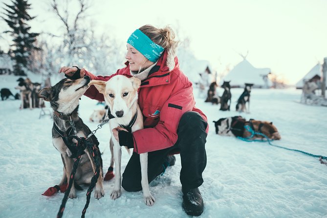 Tromso Husky Self-Drive Sledding with Cake and Drink in Lavvu - Key points before you book