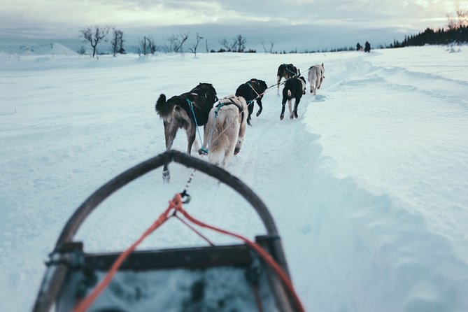 Tromso Husky Self-Drive Sledding with Cake and Drink in Lavvu - Why this is more than a passenger sled ride
