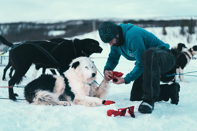 Tromso Husky Self-Drive Sledding with Cake and Drink in Lavvu - Seventy to eighty minutes through Arctic scenery