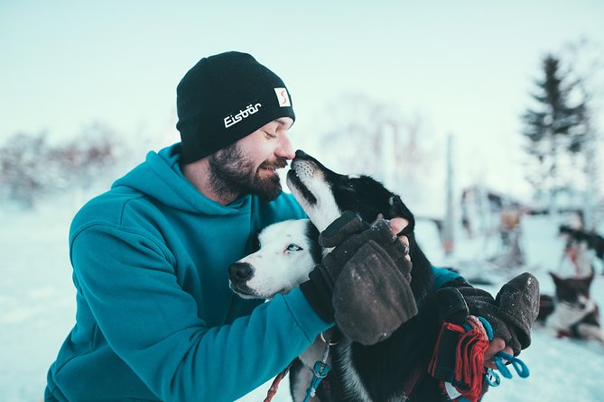 Tromso Husky Self-Drive Sledding with Cake and Drink in Lavvu - Is the 361.68 dollar price good value?