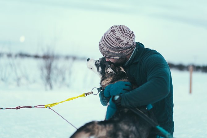 Tromso Husky Self-Drive Sledding with Cake and Drink in Lavvu - Meeting 130 Alaskan Huskies near Tromsø