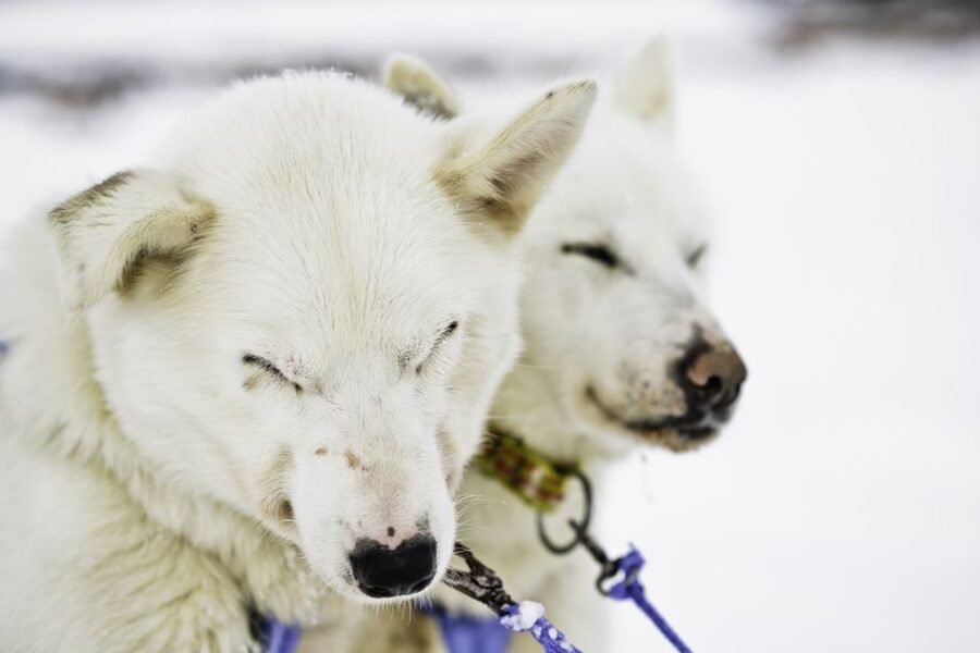 Tromsø: Husky Sled Self-Drive with Traditional Lunch - What makes this Tromsø husky tour worth considering