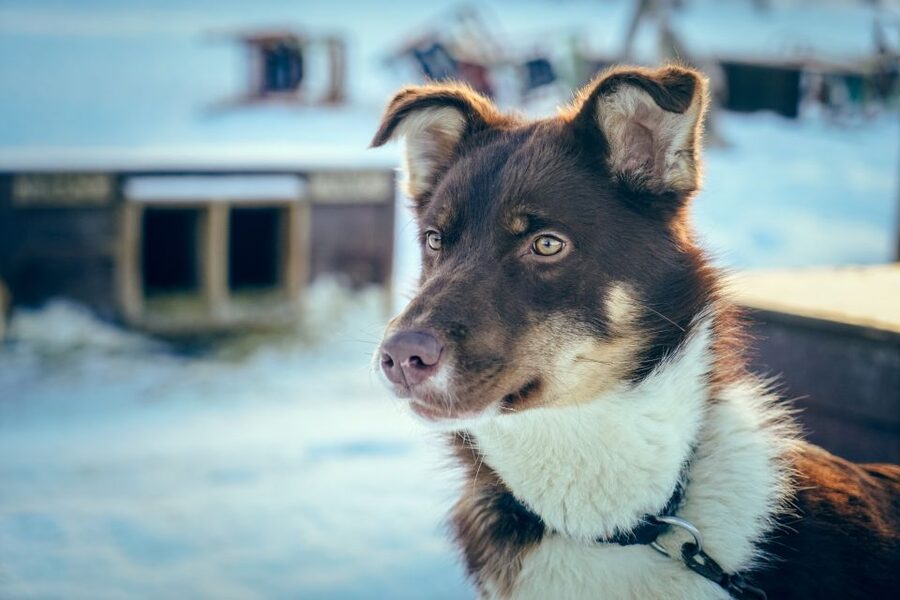 Tromsø: Husky Sled Self-Drive with Traditional Lunch - How this compares with a passenger-only husky ride