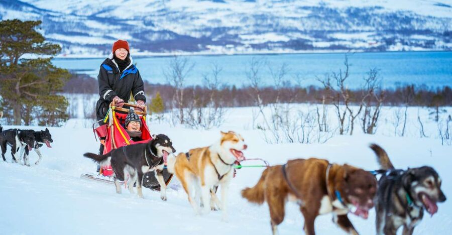 Tromsø: Husky Sled Self-Drive with Traditional Lunch - Driving the shared sled for about 45 minutes