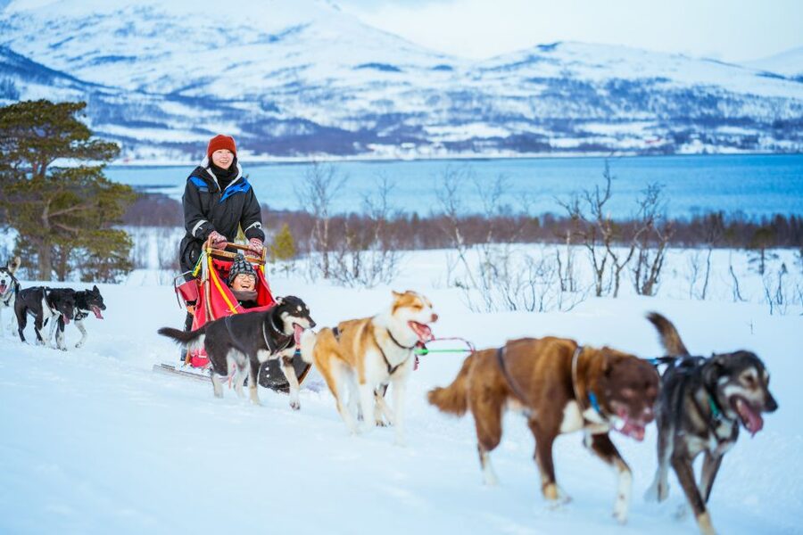 Tromsø: Husky Sled Self-Drive with Traditional Lunch - Who should book this experience