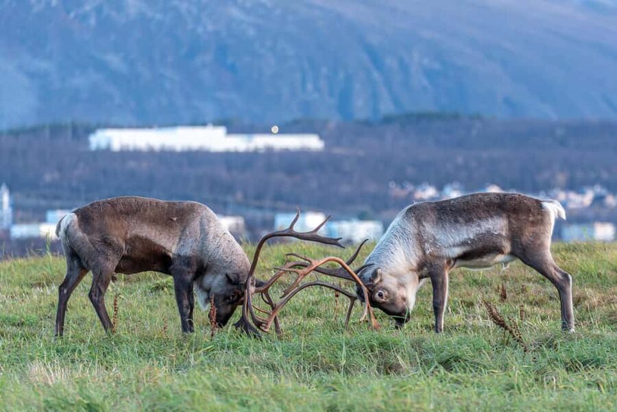 Tromsø: Kvaløya & Sommarøy Guided Tour - Why Sommarøy makes a good half-day escape