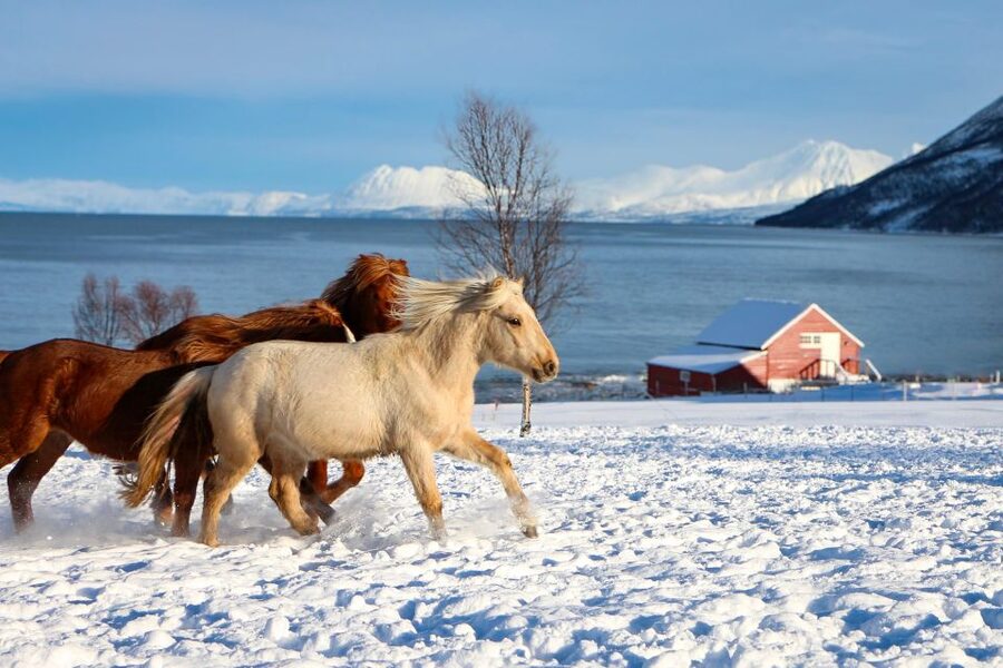 Tromsø: Lyngen Horse Stud Farm Visit - Key points to know before you book