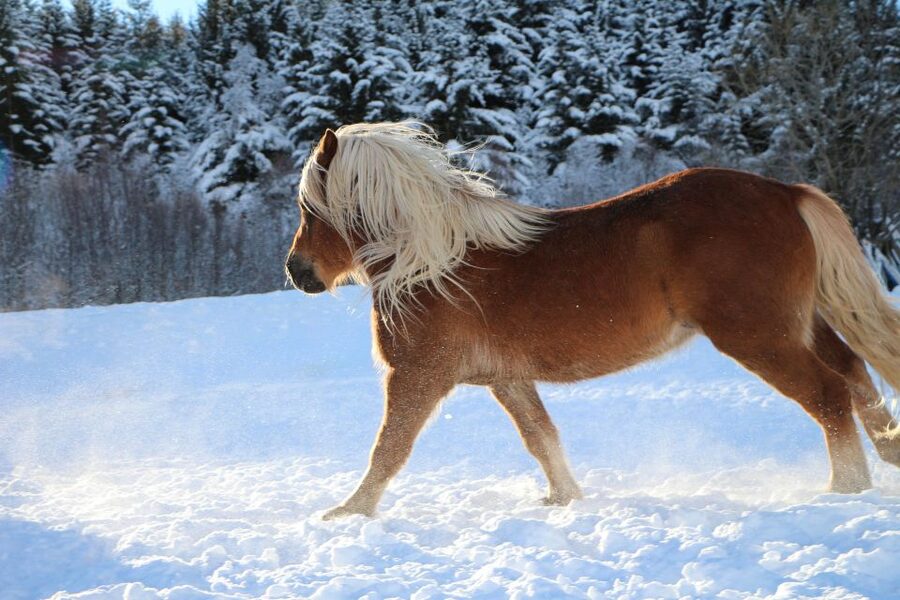 Tromsø: Lyngen Horse Stud Farm Visit - Meeting the Lyngshorse in Krokelvdalen