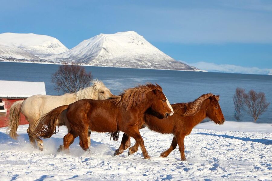 Tromsø: Lyngen Horse Stud Farm Visit - A two-hour visit with room to slow down