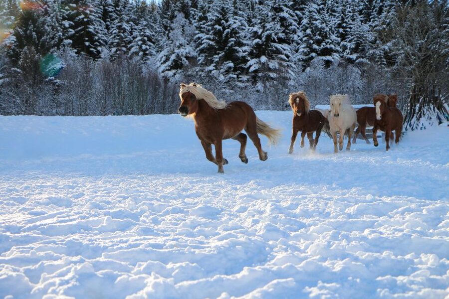 Tromsø: Lyngen Horse Stud Farm Visit - Is $188 a fair price?