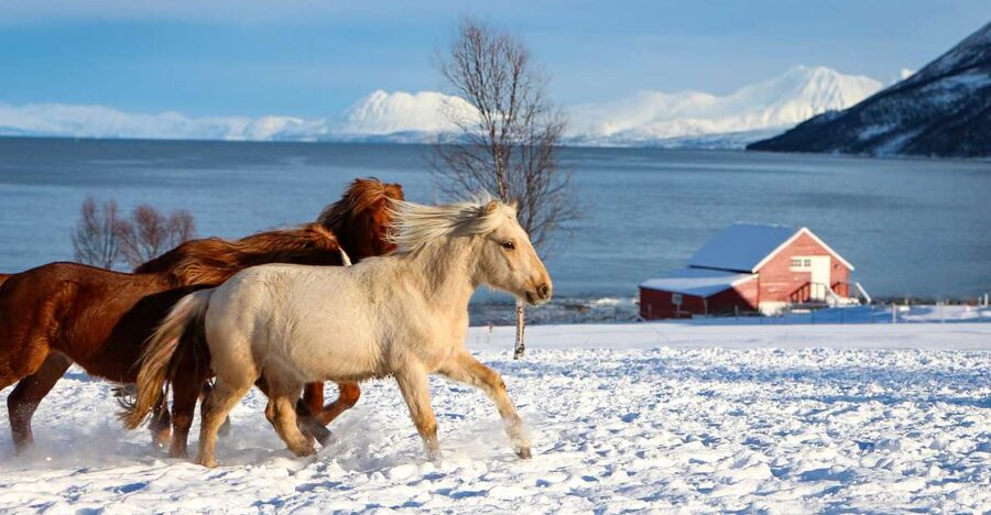 Tromsø: Lyngen Horse Stud Farm Visit - Why the Lyngshorse matters