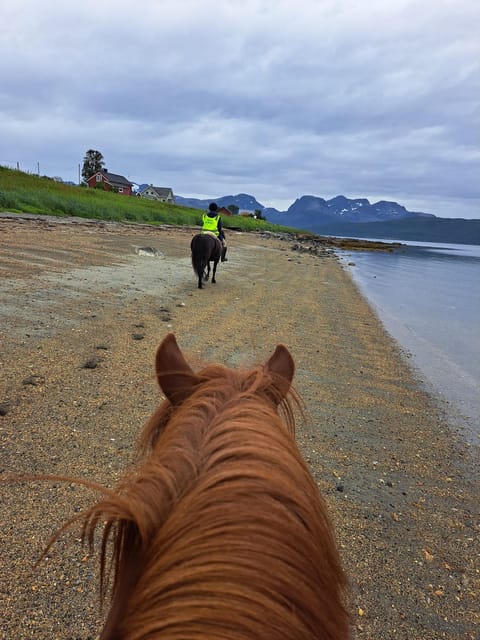 Tromsø: Lyngen Horse Summer Riding Experience - Meeting the Lyngen horses at Ullstindvegen
