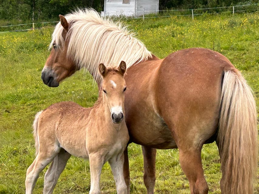 Tromsø: Lyngen Horse Summer Riding Experience - Grooming, saddling, and getting ready to ride