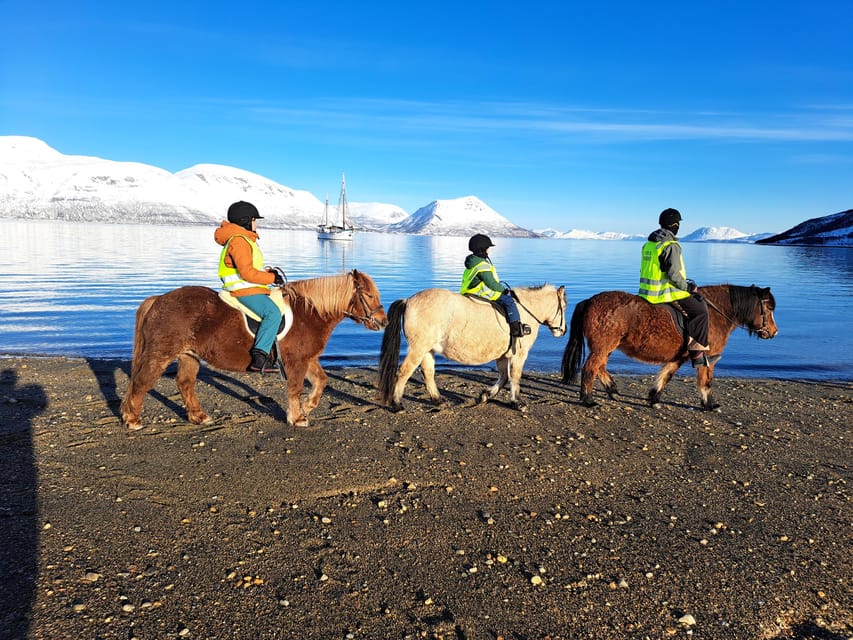 Tromsø: Lyngen Horse Summer Riding Experience - Price, group size, and the value of the three-hour visit
