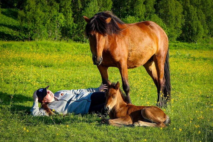 Tromsø: Lyngen Horse Summer Riding Experience - Who should book this Tromsø horse ride?