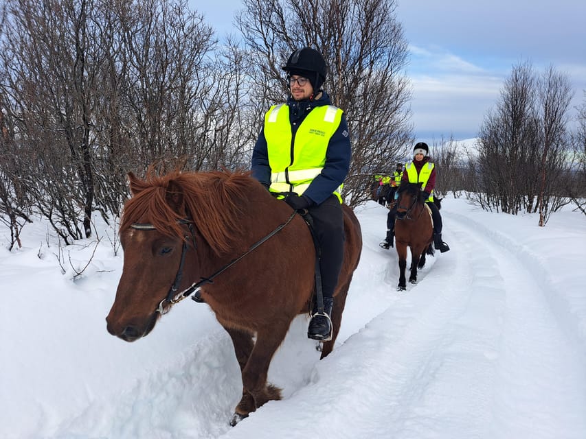 Tromsø: Lyngen Horse Winter Riding Experience - Meeting the Lyngen horses at the farm