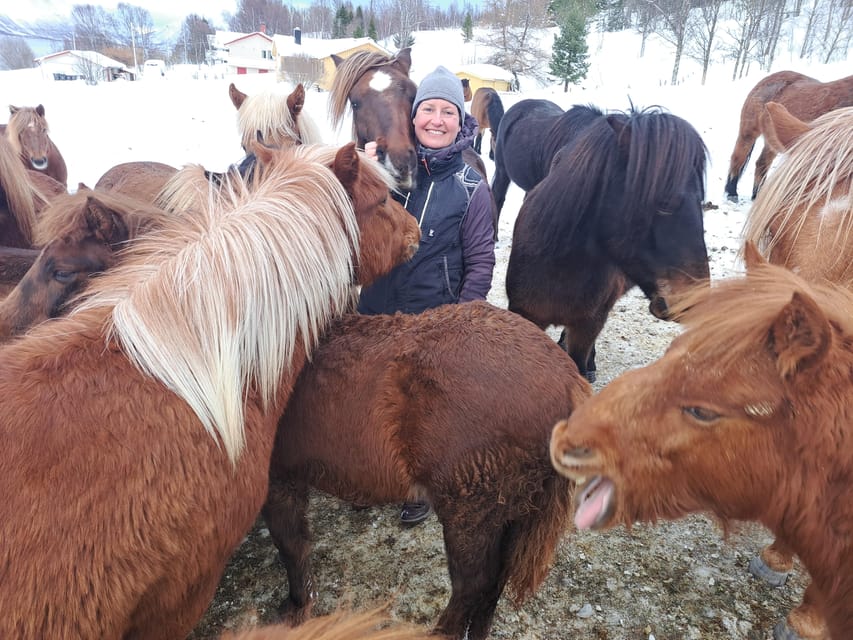 Tromsø: Lyngen Horse Winter Riding Experience - Sixty minutes along the road and shore