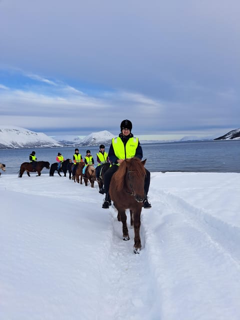 Tromsø: Lyngen Horse Winter Riding Experience - What the $262 price means