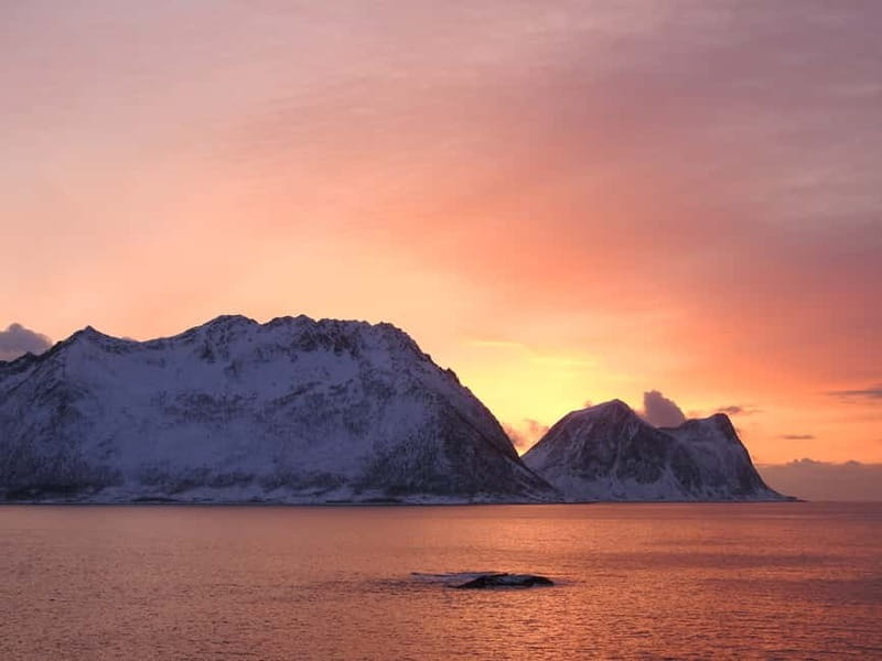 Tromsø: Midnight Sightseeing Cruise All-inclusive - Sandvika and Tønsvik: quieter views and changing light