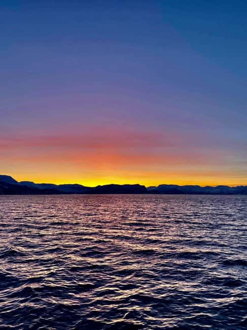 Tromsø: Midnight Sightseeing Cruise All-inclusive - Sea eagles, seabirds, and the limits of wildlife watching