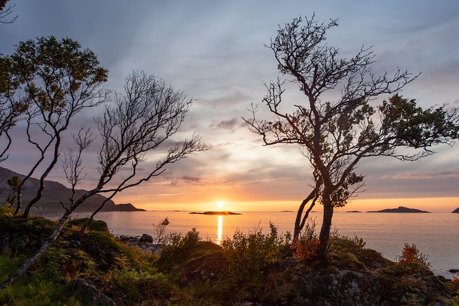 Tromsø: Midnight Sun with Campfire with Wandering Owl - Reindeer, Photography, and the Right Expectations