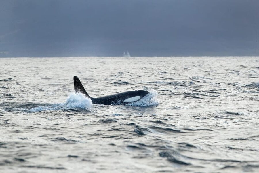 Tromsø: Orca and Whale Watching comfort heated boat Trip - Key points to know before you book