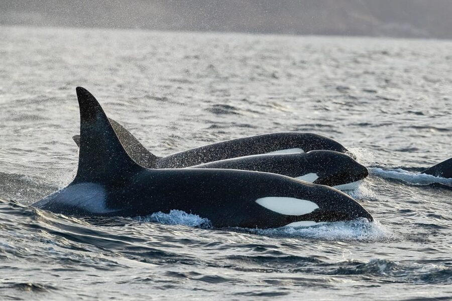 Tromsø: Orca and Whale Watching comfort heated boat Trip - Finding the right stop in Skjervøy