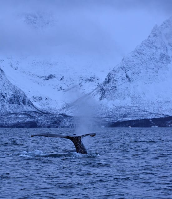 Tromsø: Orca and Whale Watching comfort heated boat Trip - Three hours among orcas and humpback whales