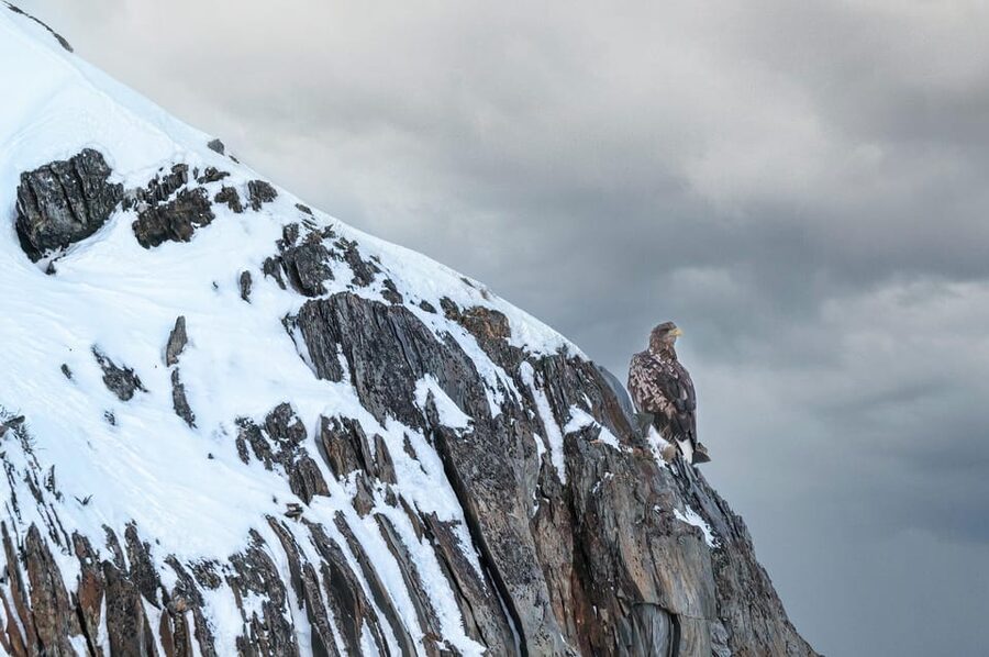 Tromsø: Orca and Whale Watching comfort heated boat Trip - What the guides add to the day