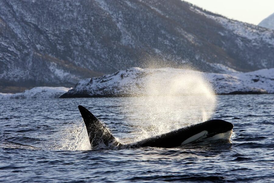 Tromsø: Orca and Whale Watching comfort heated boat Trip - Is $373 a fair price?
