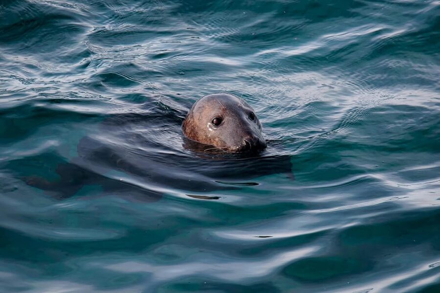 Tromsø: Orca and Whale Watching comfort heated boat Trip - Who will enjoy this most