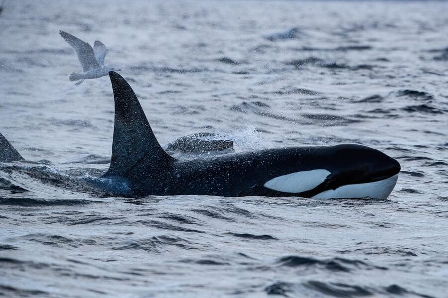 Tromsø: Orca and Whale Watching comfort heated boat Trip - Small details that make the day easier