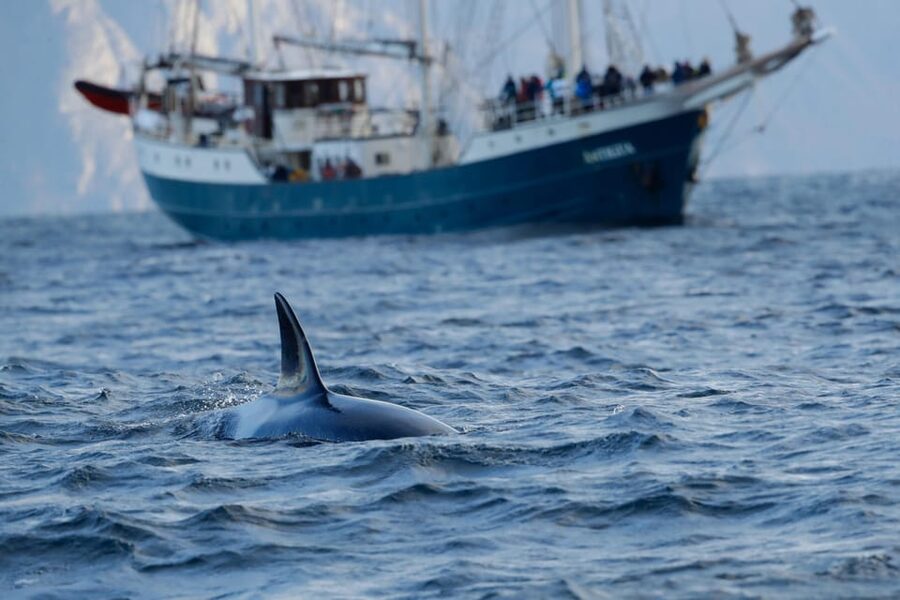Tromsø: Orca and Whale Watching comfort heated boat Trip - From Samuel Arnesens gate 5 to the Arctic coast