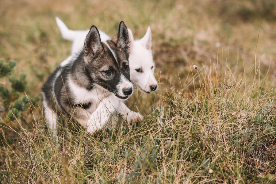 Tromsø: Puppy Training at the Husky Kennel with Lunch - Why this Tromsø husky visit feels different