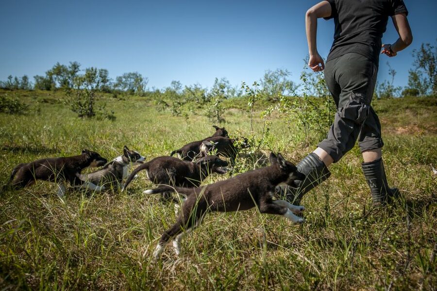 Tromsø: Puppy Training at the Husky Kennel with Lunch - Clothing, weather, and physical effort