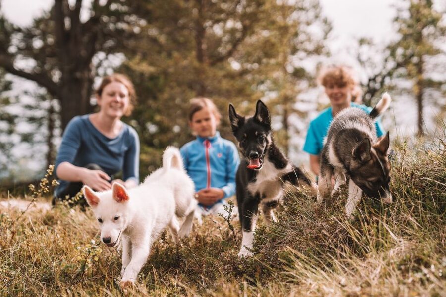 Tromsø: Puppy Training at the Husky Kennel with Lunch - Booking details that matter