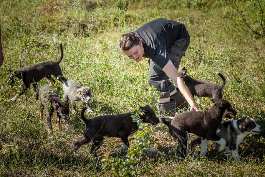 Tromsø: Puppy Training at the Husky Kennel with Lunch - Start with puppies from four weeks old