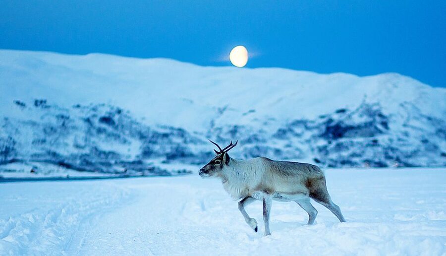 Tromsø: Reindeer Camp Dinner with Chance of Northern Lights - Who will enjoy this evening most
