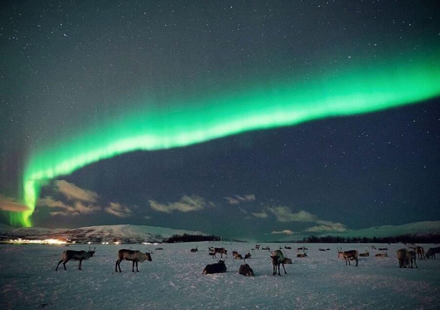 Tromsø: Reindeer Camp Dinner with Chance of Northern Lights - Feeding the reindeer after dark
