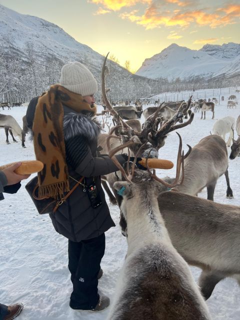 Tromsø: Reindeer Experience at a Sami Camp - A 30-minute ride from Tromsø to Lavangsdalen