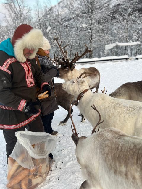 Tromsø: Reindeer Experience at a Sami Camp - Coffee, snacks, and a warm lavvu