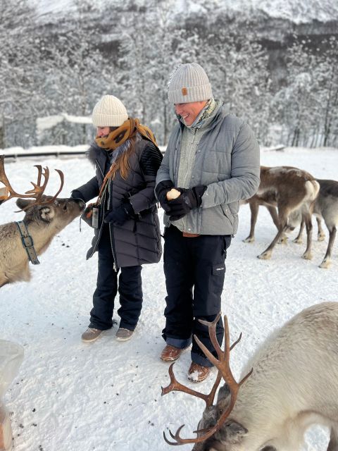 Tromsø: Reindeer Experience at a Sami Camp - Feeding the reindeer among the herd